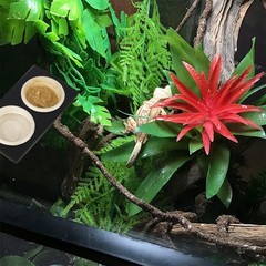 QIHYCUF Paper Feeding Cups Samll 0.5 oz Gecko Food and Water natural