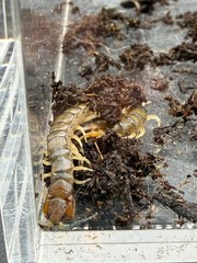 Green Bark Centipede (Hemiscolopendra marginata) – 2-3 in