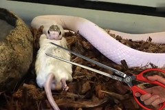 WOLEDOE Snake Feeding Tongs, Ball Python Tank Accessories Supplies fit Corn S…