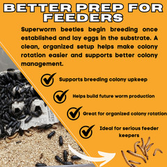 150 Young Superworm Beetles Mixed Male Female Zophobas morio Live Breeders