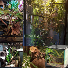 Moss Vine for Reptiles, Bendable Climbing Vines Reptile Tank Accessories, Natura