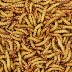 10000 Giant Mealworms Live – Reptile Food