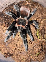 Mexican Red Rump Tarantula (Tliltocatl vagans) – 4 in