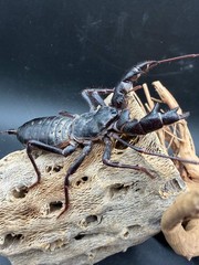 Texas Giant Vinegaroon (Mastigoproctus giganteus) – 2-3 in