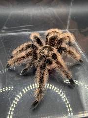 Curly Hair Tarantula (Tliltocatl albopilosus) – 3-4 in