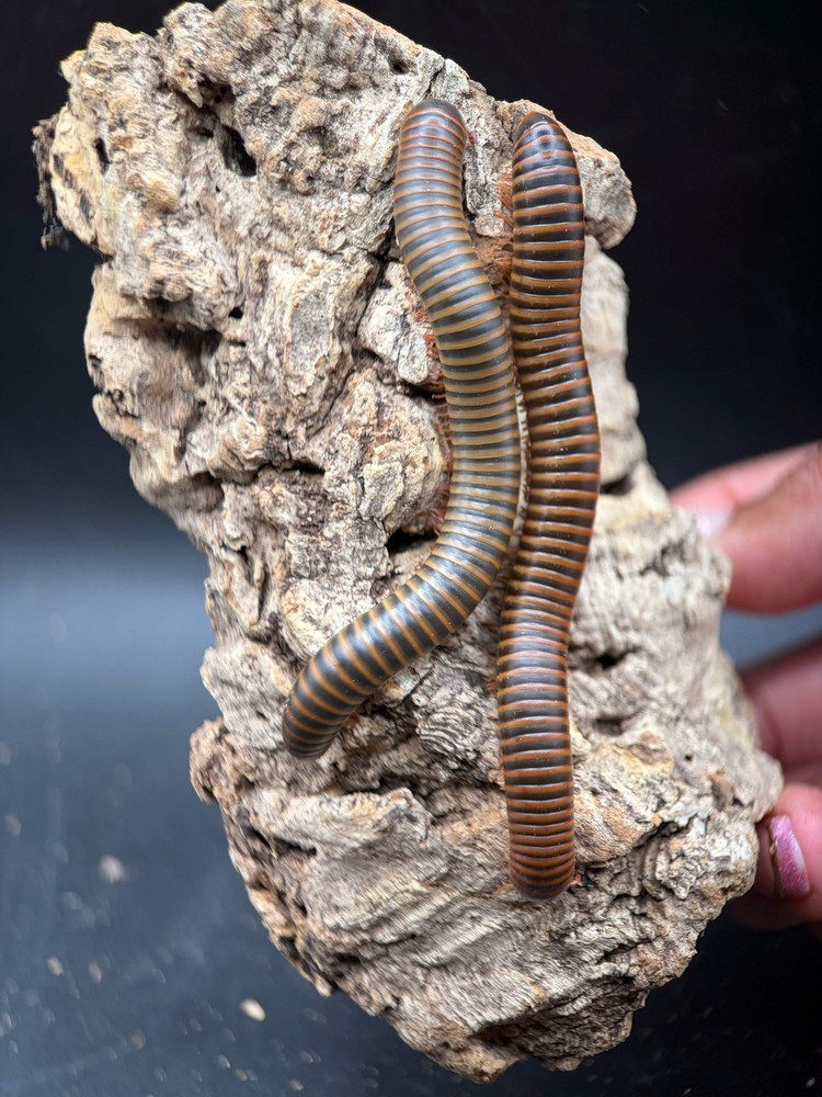American Pinkfoot Millipede (Narceus americanus) – 2-4 in