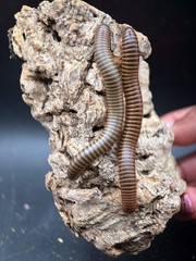 American Pinkfoot Millipede (Narceus americanus) – 2-4 in