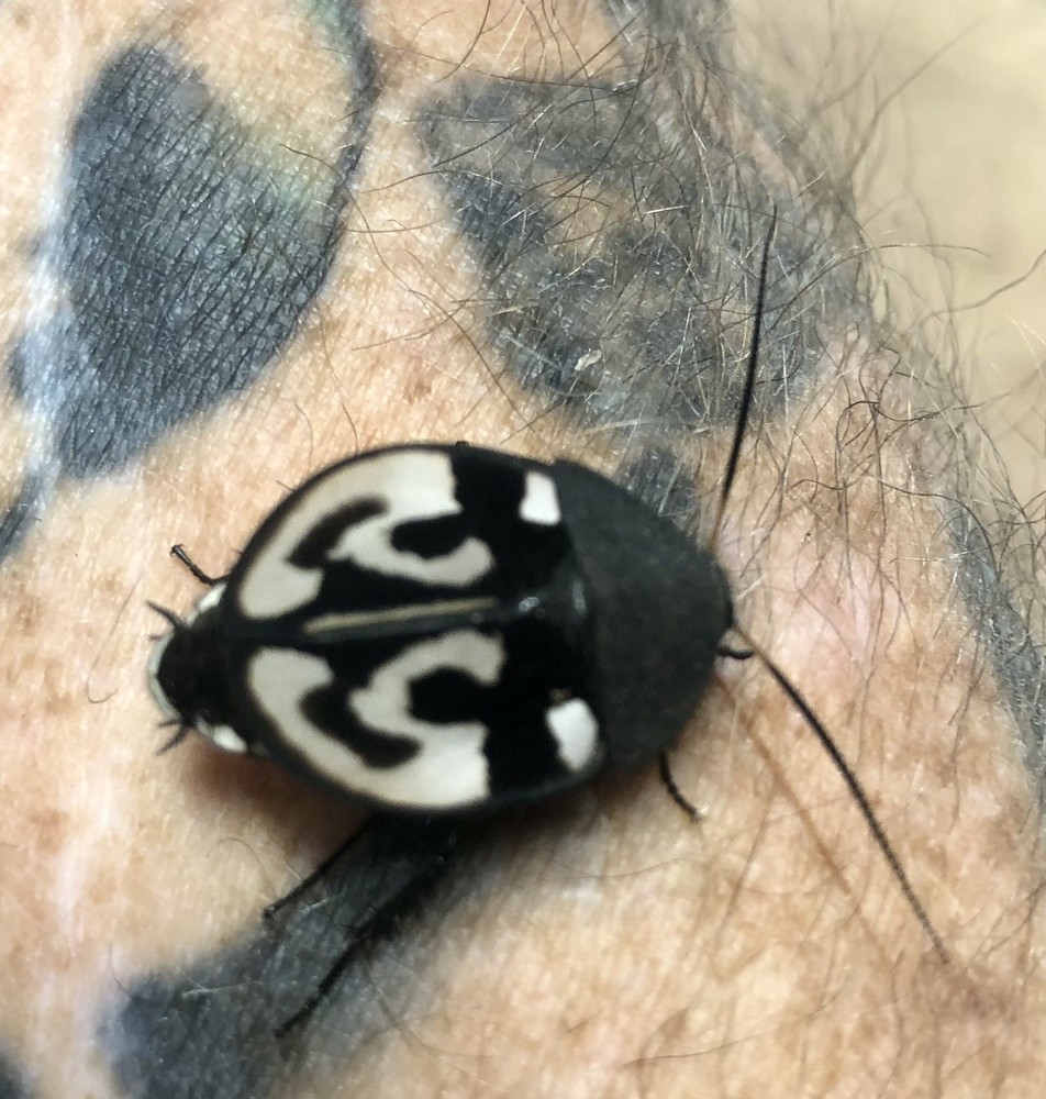 15ct Question Mark Roaches (T. Olegrandijeani)- Rare Cockroach Collector Species