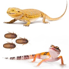 Small Dubia roaches, Medium Dubia roaches, Large Dubia roaches LAG Free shipping