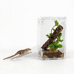 Acrylic Reptile Tank 5x5x8 – Terrarium for Crested Gecko, Lizards, Snakes & Spid