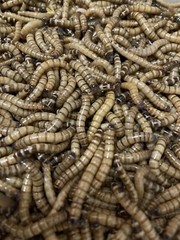 1000 Live Superworms Large 1.5″-2″ Ships same day!