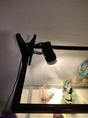 Reptile Heat Lamp with 50W UVA UVB Bulb Rotatable Clamp Light for Basking NEW US