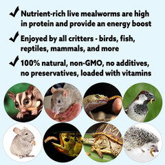 Mealworm Breeder Kit (Expanded) – Breed Live Feeder Worms for Hedgehogs, Sugar G