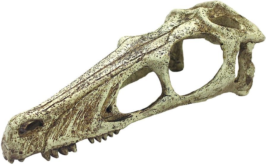 Reptile, Komodo Raptor Skull Terrarium Decoration (Large – 1 count)