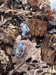 15+ Dairy Cow Isopods (Porcellio Laevis)