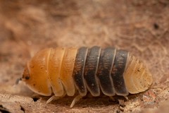 Cubaris sp. ‘Rubber Bee’ isopod – Bioactive clean up crew – Choose your count
