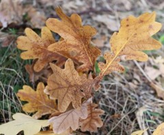 Real Oak Leaves Dried 2 Gallon Bags Aquarium Terrarium Isopod Food Fish Leaf New