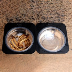 Reptiles Pet Feeding Platform Lizard Gecko Suction Cup Feed Bowl Food Container.