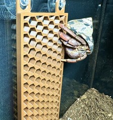 Hermit Crab Ladder Climbing Wall Hermit Crab Decor Toys Hermit Crab Accessories