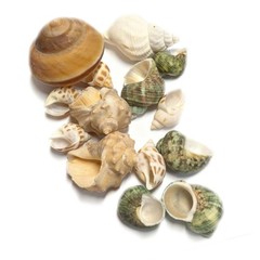 Natural Hermit Crab Shell Set Small To Medium Sizes Replacement Housing