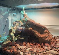 Reptile Simulation Rock Hideouts Cave Amphibian Hides Resin Habitat Decor She…