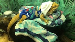 LILO & STITCH PRINTS DESIGN LRG ATTACHABLE RESTING BED COVER 4 BEARDED DRAGONS