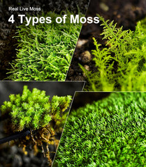 Live Moss 4-Pack (Each 3.5″X7″) – Real Mixed Moss for Terrariums, Reptile Habita