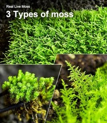 LUCKYRUNES Live Moss 3-Pack for Reptile Terrariums Humid Hides Forest Floor Deco