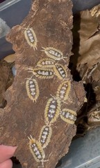 10+1ct Porcellio Expansus Orange Skirt – LAG Shipping