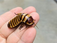 Halloween Hissing Cockroaches “E. Javonica” | (1 Adult Male)