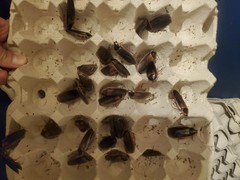 Dubia roaches 50 Males