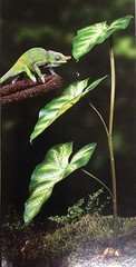 EXO TERRA DRIPPER PLANT – LARGE