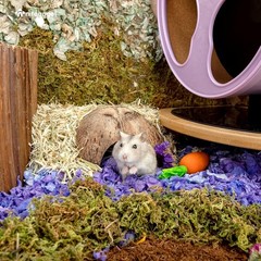 Natural Coconut Hide Cave 2 Pack Secure Terrarium Decor for Reptiles Lizards