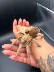 Arizona Blonde Tarantula (Aphonopelma chalcodes) – EBAY ONLY