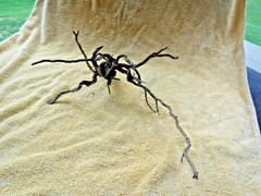 NATURAL SPIDER LIKE ROOT WOOD REPTILE TERRARIUM DECORATION ART GARDEN PET FLORAL