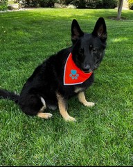 Bandana for Dogs. Blaze Orange Scarf with Reflective Collar is a Perfect Pet …