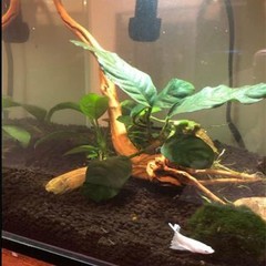 Emours Natural Aquarium Driftwood Tropical Fish Plant Habitat Decor Vary Size…