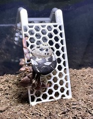 Hermit Crab Climbing Ladder Decoration Ornament Toy Hermit Crab Tank Accessories
