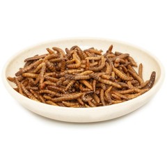 JADINGSFARM 6 Pack Canned Mealworms for Reptiles, Fish, 7.2 Ounce (Pack of 1)