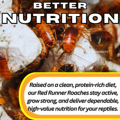 Medium Live Red Runner Turkestan Roaches 1/2” BULK Tarantula | Dubia Replacement