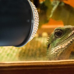 Cover Reptile Heat Lamp Shade Accessories Light Lizard Terrarium Protector