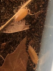 +15 Powder Orange Isopods