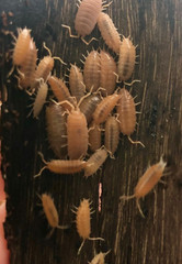 +15 Powder Orange Isopods