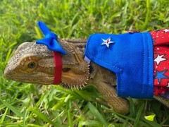 Bearded Dragon Patriotic Dress and Headband