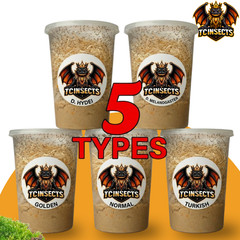 Fruit Fly Combo | 5 Species Hydei, Melanogaster, Golden, Normal & Turkish