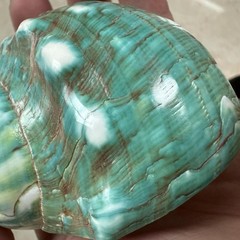 2pcs Hermit Crab Shells XL Size Opening 1.73″ Natural Sea Conch Turbo Seashel…