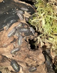 25 Yellow Spanish Granulatum Isopod Bioactive terrarium Cleanup Crew.