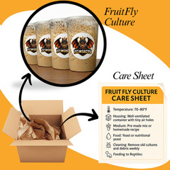 TC INSECTS Golden Hydei Fruit Fly Cultures 4 Pack – 2 Golden Hydei + 2 Hydei