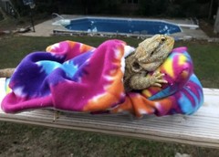 TYE DYE PRINT LARGE ATTACHABLE RESTING BED SET SOFT COVER 4 BEARDED DRAGON