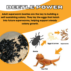 150 Young Superworm Beetles Mixed Male Female Zophobas morio Live Breeders